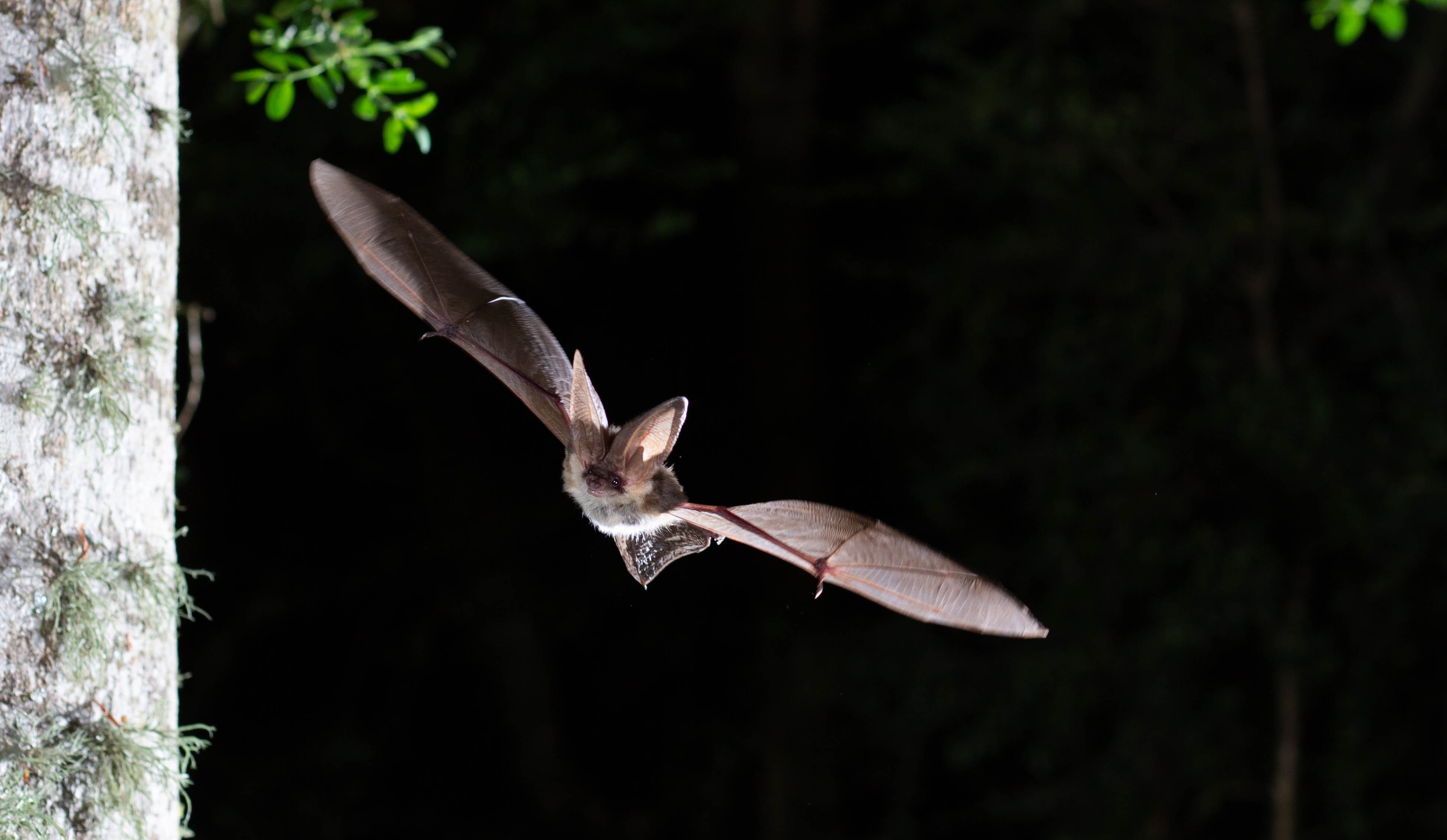 Imatge d'un ratpenats volant